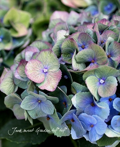 i>Hydrangea</i><BR><BR>秋色紫陽花<BR>カメレオン『大空』<BR>ブルー