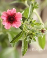 <i>Potentilla</i><BR><BR>ݥƥƥ<BR>.إإ󥸥