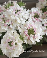 <i>Verbena spp.</i><BR><BR>���ܷϽɺ��С��٥�<BR>�إۥ磻�ȥѥե���