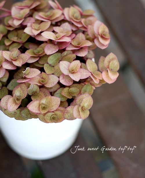 カリシア レペンス 桜色カリシア すべての商品 Junk Sweet Garden Tef Tef