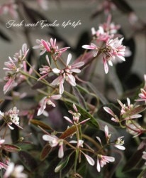 Ƽե桼եӥ֥饹ȡإեȥԥ󥯡