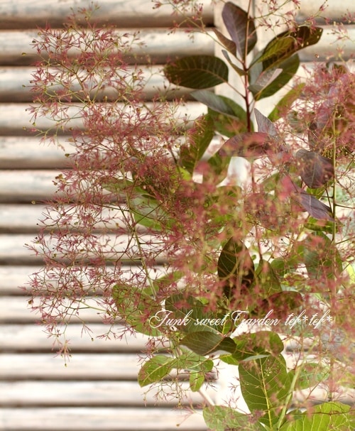 けむりの木 スモークツリー『グレース』 | すべての商品 | | Junk