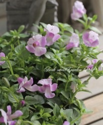 �ϥ�ǥ��󤵤�Υ����ʡ��ȥ�˥����إ֥롼�١����