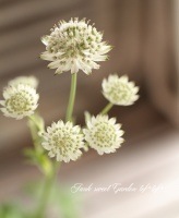<i>Astrantia major</i><BR><BR>ڲ֤ͭ̾<BR>إڡԥ󥯥ϥ֥åȡ