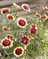 쥪ץإϥɥΥץ졼꡼