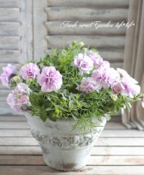 tef*tef*�󤻿���<BR>2015 * no70 *<BR><BR>Ȭ�ťڥ���˥��إѥ˥���