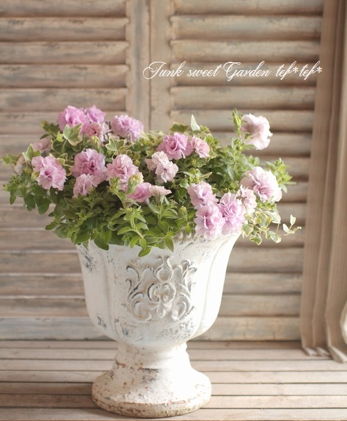 tef*tef*寄せ植え<BR>2015 * no72 *<BR><BR>八重ペチュニア『パニエ