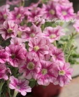 <i>Petunia��hybrida</i><BR><BR>�ڥ���˥������ߥͥ˥�<BR>�إޡ��֥롦�����٥꡼��