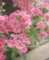<i>Verbena spp.</i><BR><BR>���ܷϥС��٥ʡ���ʥ�<BR>�إ������ȥ��ȥ饤�ס�