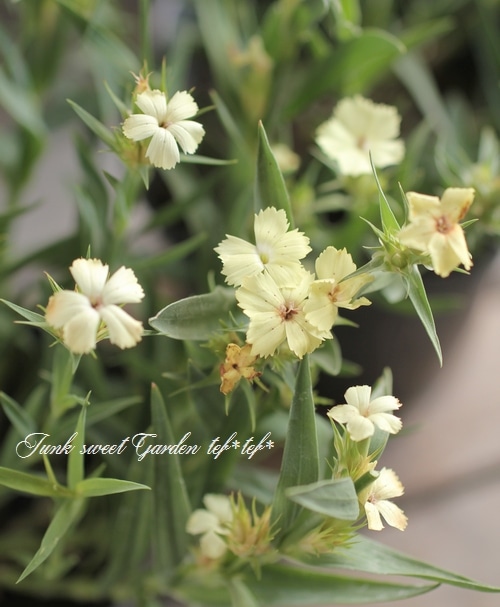 i>Dianthus knappii</i><BR><BR>宿根ナデシコ<BR>ダイアンサス