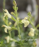 <i>Salvia x jamensis</i><BR><BR>ͥ���������Υ����꡼������<BR>�إ��꡼���