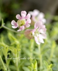 ����͡���˥ե����� �إ�������