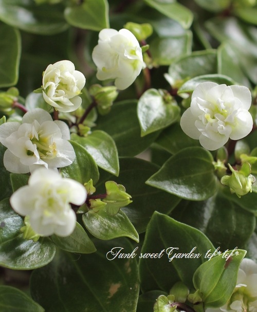 I Exacum Affine I Br Br 八重咲きエキザカム Br ホワイトセミダブル すべての商品 Junk Sweet Garden Tef Tef