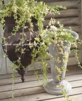 �����ꥯ�꡼�ԥ󥰥�����