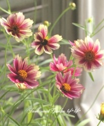 إ쥪ץإޡ꡼饤󥰡