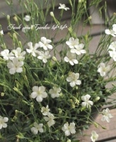 <i>Dianthus alpinus 'Albus' </i><BR><BR>˾إʥǥ<BR>󥵥ԥ̥<BR>إХ