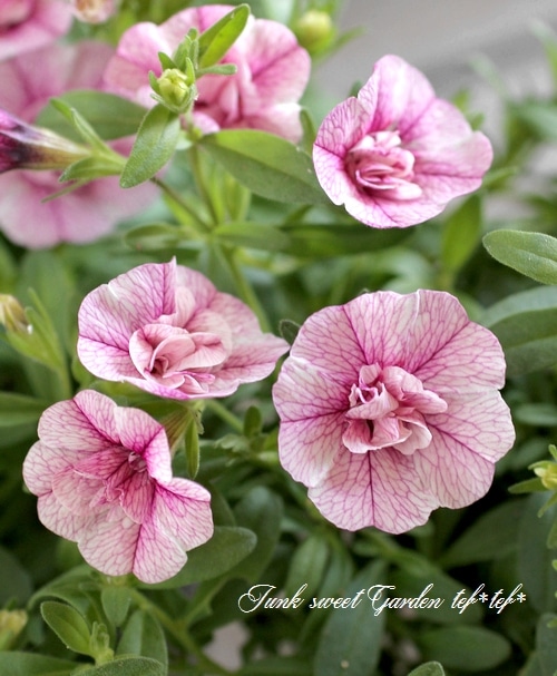 ぱぷりか OFFBOUND WP+ ZIP｜PALLADIUM(パラディウム)公式オンラインストア