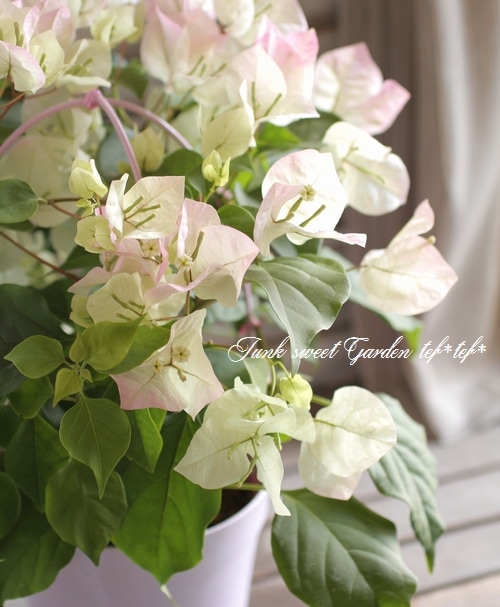 ブーゲンビリア① i>Bougainvillea</i><BR><BR>ブーゲンビリア<BR>ホワイトピンクぼかし