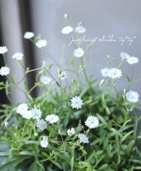 ����͡�����ڥ��ȥꥹ���إ������꡼�ɥ꡼��١�