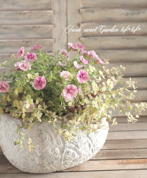 tef*tef*寄せ植え<BR>2015 * no87 *<BR><BR>カリブラコア『ダブル