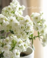 󥳥إѥ١ڲָ30%off