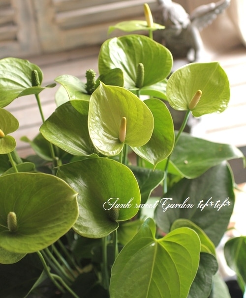その他観葉植物 Anthurium PLANCHU 観葉植物 アンスリウム ジゾウ 4号鉢 受け皿付き 育て方説明書