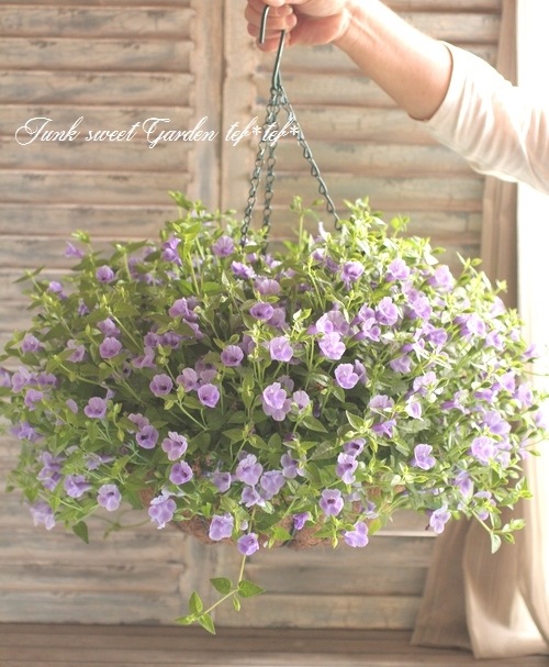 I Torenia Fournieri I Br Br 夏に強い トレニア Br カタリーナ ブルーリバー Flower Species トレニア Junk Sweet Garden Tef Tef