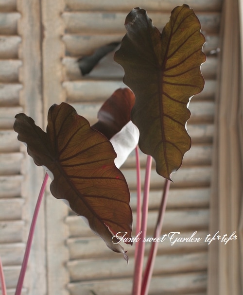 I Colocasia Esculenta I Br Br 耐寒性タロイモ Br コロカシア ブラックマジック すべての商品 Junk Sweet Garden Tef Tef