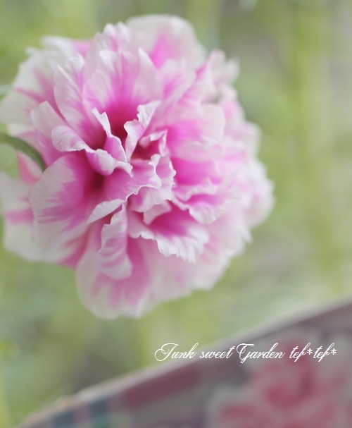 i>Portulaca grandiflora</i><BR><BR>バラ咲きポーチュラカ<BR