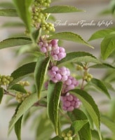 <i>Callicarpa japonica.</i><BR>إ饵֡