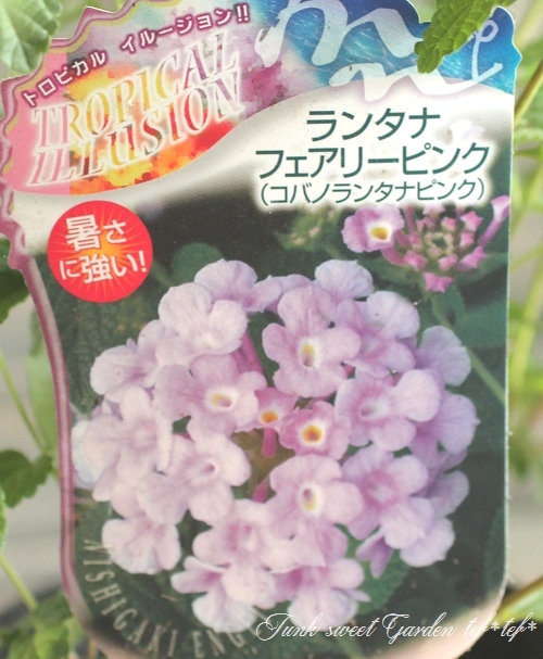 i>Lantana montevidensis</i><BR><BR>コバノランタナ『フェアリー