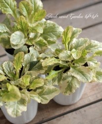 �����奬���إ饤�॰������