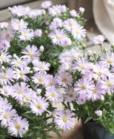 �ɺ������������ѡ��륷�꡼�����إѡ���֥롼�١�