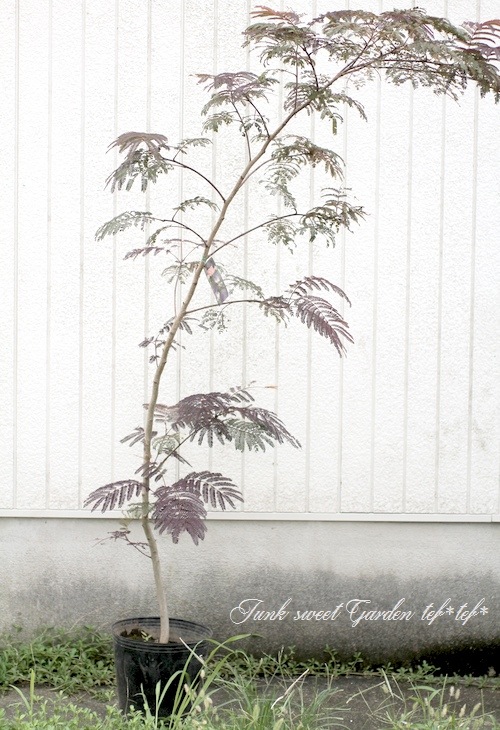 枝垂れネムノキ Albizia Pendula 苗木開花中10号ポット約80cm 枝垂れネムノキ Albizia Pendula 苗木開花中10号ポット約80cm - メルカリ