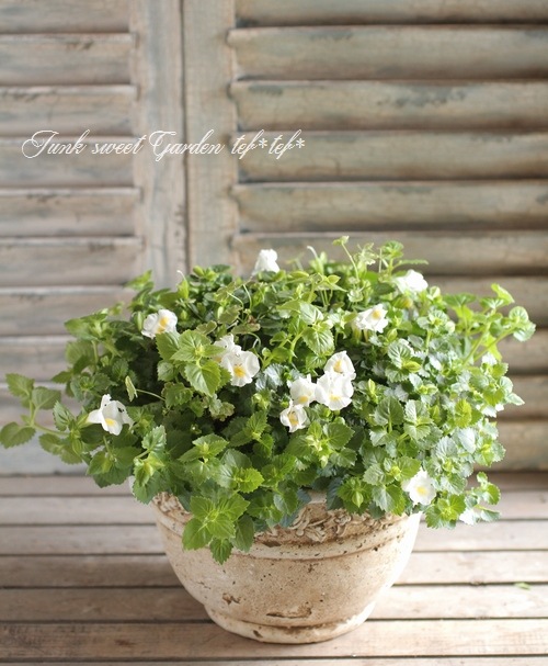 ≪未使用品≫東プレ(TOPRE) U１３　６８×１３８ｃｍ　３枚割 両面ホワイト 発泡トレー C-63 新 白 中央化学 | テイクアウト容器の通販サイト