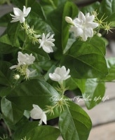 <i>Jasminum sambac</i><BR><BR>ȾȬťޥĥꥫ <BR>إӥ㥹ߥ