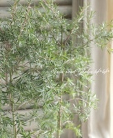 <i>Leptospermum scoparium</i><BR><BR>奦Х<BR>ץȥڥޥ<BR>إԥ󥭡