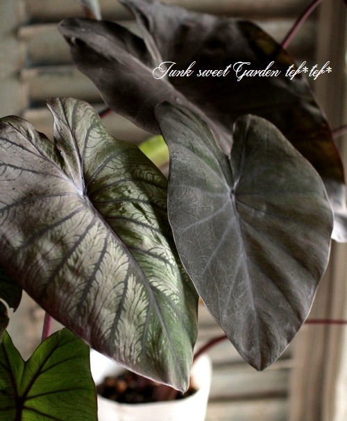 i>Colocasia esculenta</i><BR><BR>耐寒性タロイモ<BR>コロカシア
