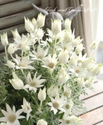 �ե��ͥ�ե����إե����꡼�ۥ磻�ȡ�