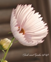 <i>Cosmos bipinnatus</i><BR><BR>ȾȬ�ź餭�����⥹<BR>�إ��åץ�������<BR>����MIX