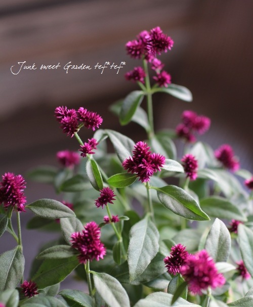I Gomphrena Globosa I Br Br 千日紅 千紅花火 Br 千日小坊 すべての商品 Junk Sweet Garden Tef Tef