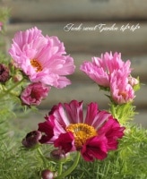 <i>Cosmos bipinnatus</i><BR><BR>Ȭ�ź餭�����⥹<BR>�ؤ襤�����֥��