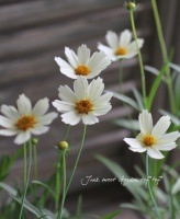 <i>Coreopsis</i><BR><BR>إ쥪ץ<BR>إ饹