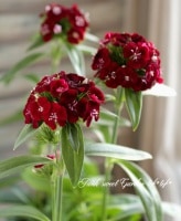 <i>Dianthus barbatus nigrescens</i><BR><BR>ɺֹ󥵥<BR>إ֥å꡼