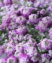 ���٥����ѡ�����å��ࡡ�إ��ȥ꡼���٥������