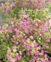 <i>Lobularia hybrid</i><BR><BR>���٥����ѡ�����å���<BR>�إ饺�٥꡼���ȥ꡼���