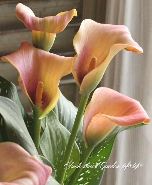 地球と花 kunzo nishihata (@kunzo_n) · Kawanishi-shi, Hyogo