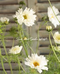 Ȭ�ź餭�����⥹�����֥륯��å��إ��Ρ��ѥա�