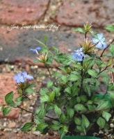 <i>Ceratostigma willmottianum</i><BR><BR>쥤ϥʥ塼<BR>ȥޡʥȥƥޡ<BR>إ꡼