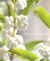 <i>Callicarpa japonica.</i><BR>֡<BR>إ֡